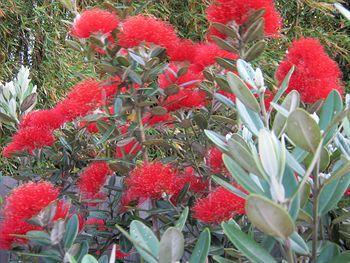 Hotel Abbey House Bed & Breakfast Kerikeri Exterior foto